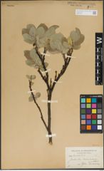 Foto von Salix lanata L.